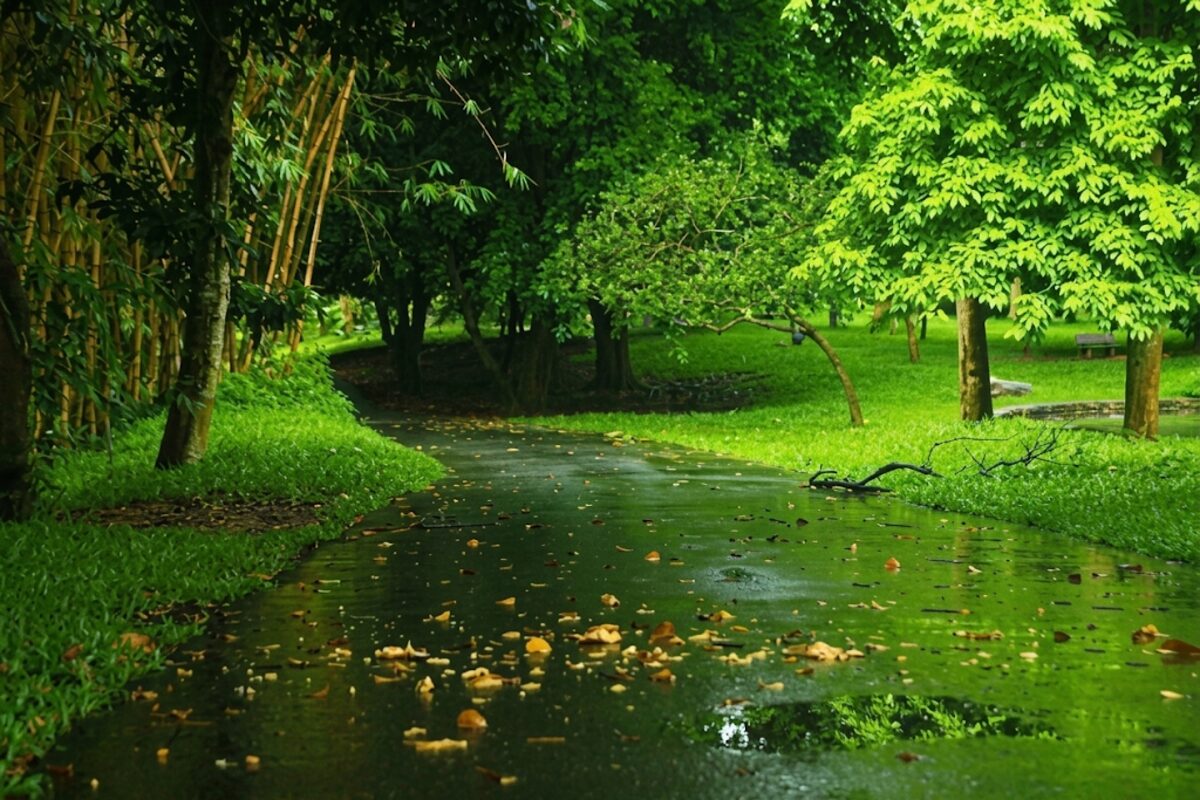 Caminho sereno em meio à natureza